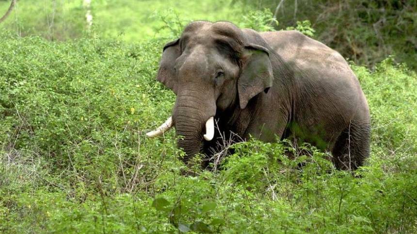 വീണ്ടും കാട്ടാന ആക്രമണം; അട്ടപ്പാടിയിൽ പരിക്കേറ്റ് ചികിത്സയിലിരുന്ന വയോധികൻ മരിച്ചു